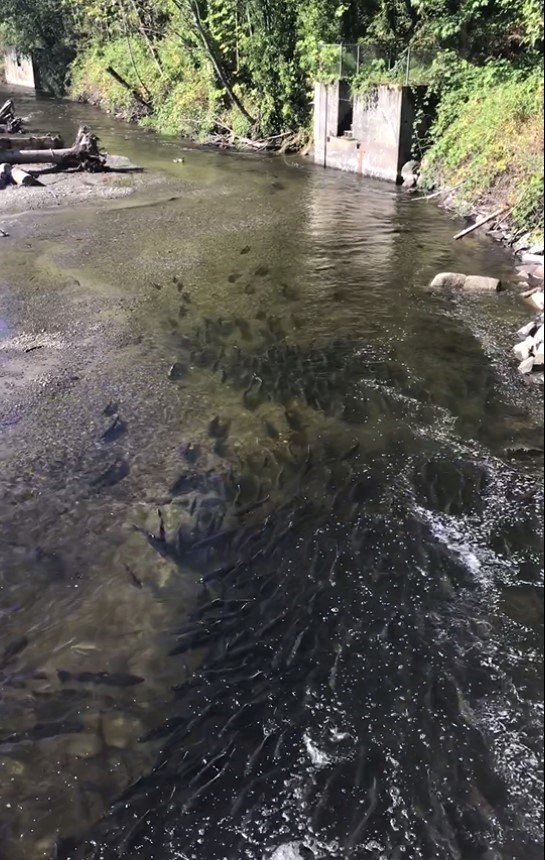 Fish fill the middle channel of shallow creek