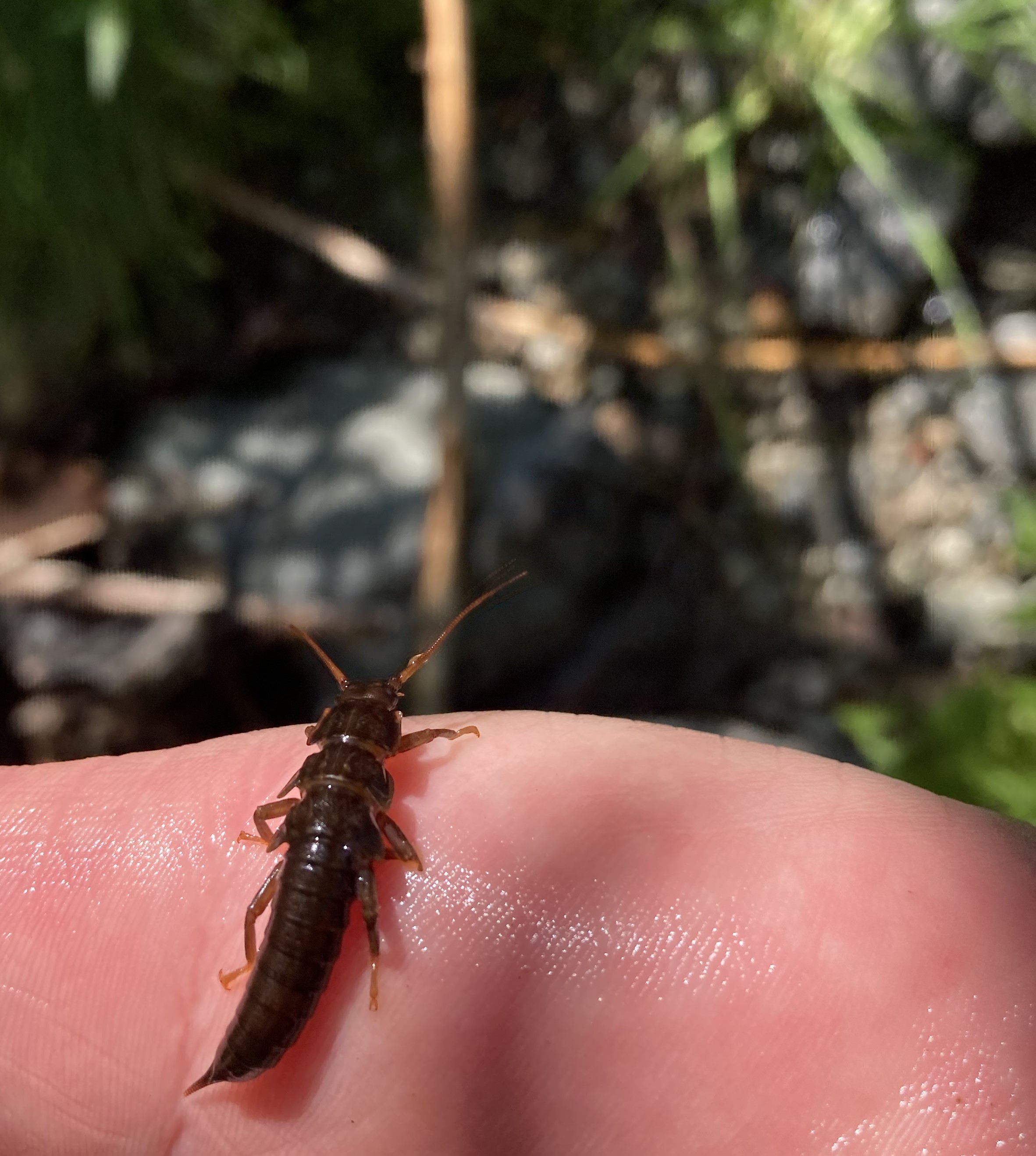 Close up of stonefly sitting on a streamside rock.