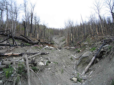 dead trees and exposed soil after a forest fire